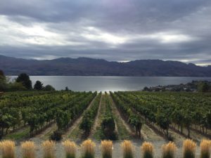 Old Vines Restaurant Panoramic View of the On-siteQuails' Gate Vineyards